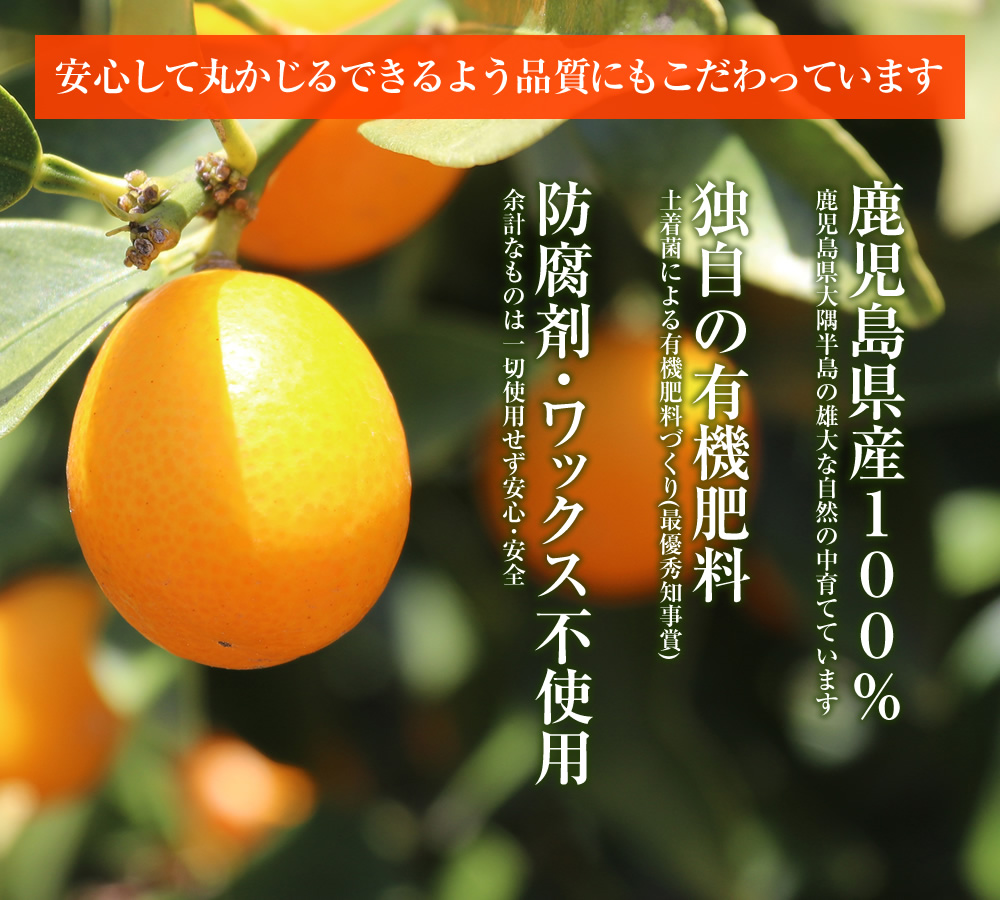 完熟フルーツ金柑「大甘（だいかん）」 